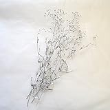 カスミソウ　シルバー　プリザーブドフラワー　少量パック