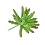 GRALARA人工多肉植物　プラスチック　観葉植物　結婚式　オフィス　ホーム　装飾　11種類選べる - 10