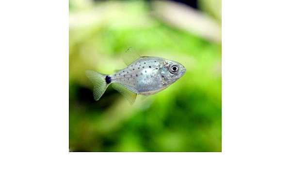 Amazon 熱帯魚 ピラニア ナッテレリー ｓサイズ ワイルド １匹 北海道 九州航空便要保温 Charm チャーム 水槽 アクアリウム 通販