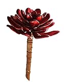 Fauxクリスマス多肉植物Echeveriaレッド4.5インチ