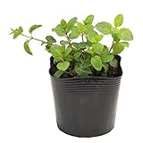 花市場直送便 ハーブ苗 ミント スペアミント 28入