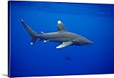 Dave Fleethamプレミアムシックラップキャンバス壁アート印刷題名ハワイ、Oceanic Whitetip Shark Side View 24" x 16" 2001255_24_24x16