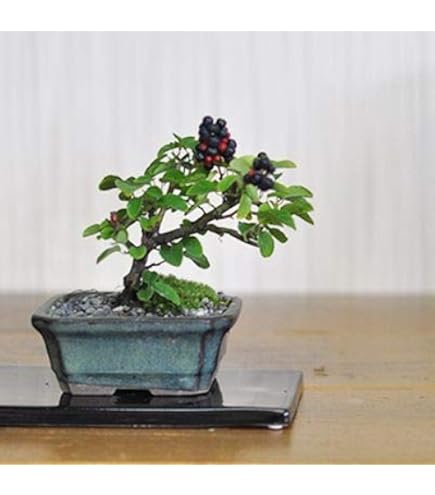 Amazon | 盆栽妙 紅紫檀(べにしたん) 幅13cm×樹高15cm | 盆栽