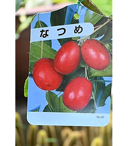 初出品 希少 インドナツメ接木苗木 台湾ナツメ 青棗 初出品 希少 