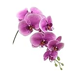 コチョウラン(M) FXFK0006LAV