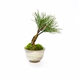観葉植物 ミニ盆栽 フェイク 造花 ♪【カップボン】松・三本/ぐいのみ（御本手）♪ 【prm】インテリアグリーン フェイクグリーン アーティフィシャル 開店祝い 新築祝い ギフト 模様替え 店舗内装 