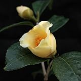 椿（ツバキ）の苗木　初黄（しょこう）