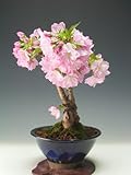 桜盆栽　花芽付き！旭山桜の鉢植え（小）　只今、蕾膨らんできております。（4/3）