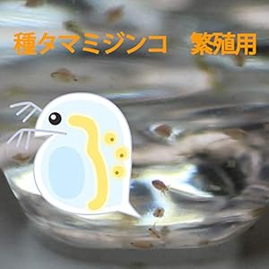 タマミジンコ 培養用 種ミジンコ 生体100匹程度 金魚・めだか・熱帯魚等の生餌 エサ 【クロレラ水 200mlに入れて発送】