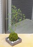 メルヘンの木としても知られている個性的な植物【ソフォラ・ミクロフィラの苔玉・焼締角器セット】 (敷石の色（白石）)