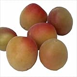 国華園　果樹苗　ウメ　小粒南高（中梅）　1株【※発送が国華園からの場合のみ正規品です】