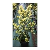 キンメツゲ (金芽柘) 10本セット