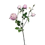 ローズスプレー×5 FXFR0018LAV