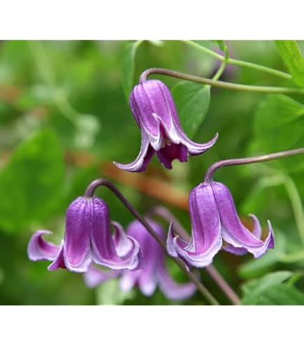 クレマチス２苗セット 71FRZiZ3i1L._UF350,350_QL50_.jpg