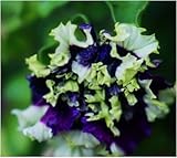 free ship Garden Petunia petals flower seeds for garden petunia semillas de petunias, 100 seeds 9