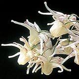 [ イカリソウ ] 黄花源平