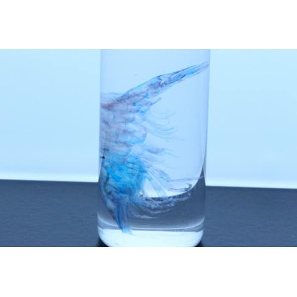 新世界]透明標本~New World Transparent Specimen~ | 冨田 伊織 |本