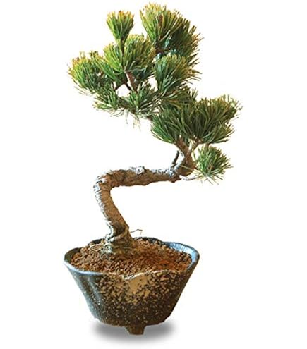 チャリティー出品 見る角度で姿を変える小品盆栽 糸井川真柏 作品名【