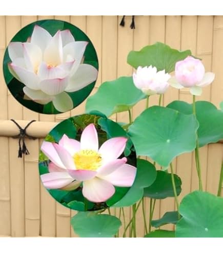 希少　台湾白玉レンブ　取木苗木　蓮霧 Amazon.co.jp: 希少 台湾白玉レンブ 取木苗木 蓮霧 : DIY・工具
