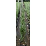 ブルーアロー 5号ポット5本セット