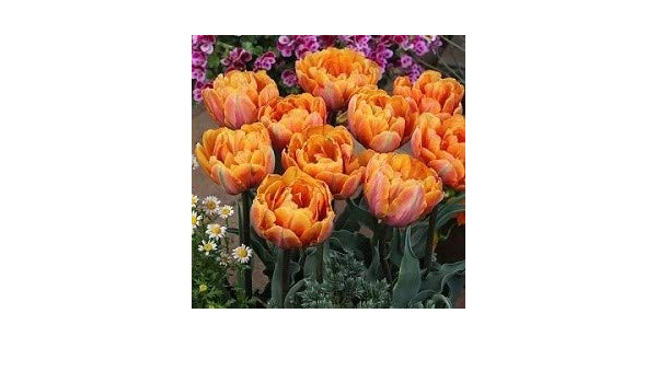 Amazon チューリップ オレンジプリンセス ５球入 球根