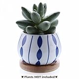 T4U 7cm 蘭 多肉植物、サボテン鉢 フラワーポット 植木鉢 バンブートレイ付き