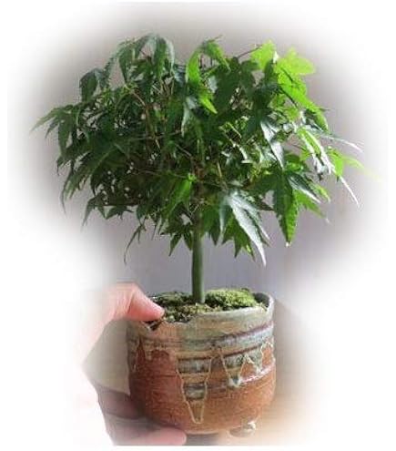 Amazon.co.jp: 遊恵盆栽：特選清姫もみじ(瀬戸焼青鉢)*bonsai : DIY