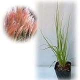 パンパスグラス：ピンクフェザー3号ポット 3株セット ノーブランド品