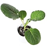 ブロッコリー苗 夢ひびき (5ポットセット)