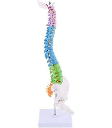 Amazon.co.jp: 胸骨付脊椎骨盤模型(ドイツ 3B社製) : 産業・研究開発用品