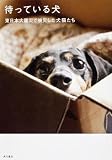 待っている犬 東日本大震災で被災した犬猫たち