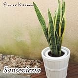 サンスベリア 7号鉢 ＋ IKEA カラーサ　KALASA 鉢カバー付き