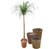 ポニーテール 10号サイズ【バスケット(鉢カバー) 付き】 バスケット02