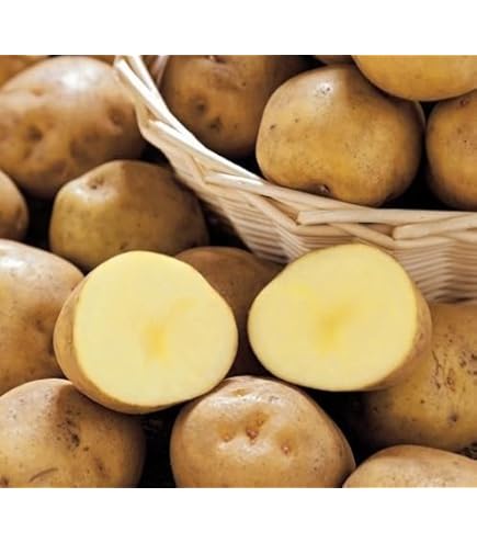 Amazon.co.jp: なえ屋 じゃがいも キタアカリ 種芋 L～Sサイズ 500g