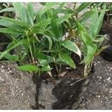 【15ポットセット】 コグマザサ 10.5cmポット 小熊笹 『笹』 グランドカバーに 苗木 植木 苗 庭木 生け垣