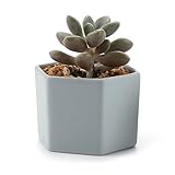 T4U 7CM 陶器ミニ植木鉢 六角形 マット表面 多肉植物 サボテン鉢 フラワーポット プランター容器 灰緑色