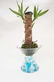 【涼しげで可愛いゼリーボールに植物を植えました♪土を使っていないので衛生的でお部屋のインテリアにぴったり♪食卓にも。】　ハイドロカルチャー　観葉植物　ユッカ　スパイラルガラス　苔玉　ゼリーボール青&白
