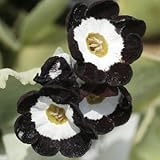 [ オーリキュラ ] ウィンチャ