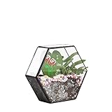 Geometric Terrarium ガラス ポリゴン ハング　六角形のプリズム　幾何 ジオ　テラリウム 植木鉢 多肉植物 ミニ景観 盆栽 プランター モス 苔 コケ モストレ サボテン ファーン 