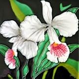 2つホワイトOrchids装飾セラミック壁アートタイル8 x 8