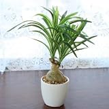 山久 （CT触媒加工）の ノリナ ミニポット F3995 1410-6511【観葉植物】【造花】【シルクフラワー】