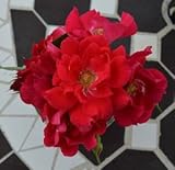 バラ苗 ファッショニスタ 国産大苗6号スリット鉢 フロリバンダ(FL) 四季咲き中輪 赤系