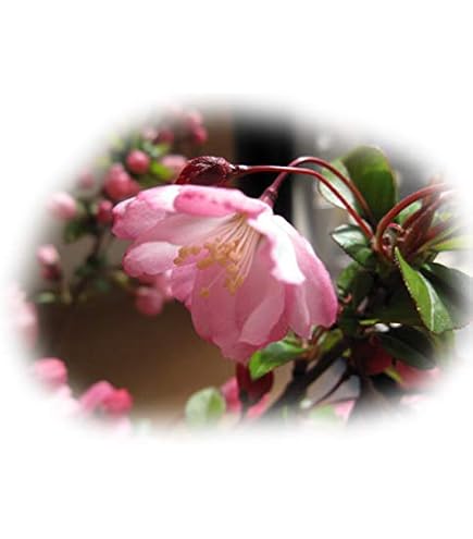 Amazon.co.jp: 花カイドウ 苗木 花かいどう 12cmポット苗 : DIY・工具