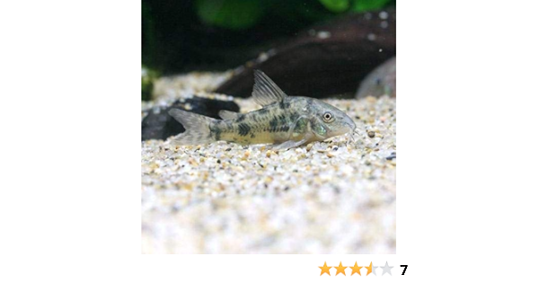Amazon 熱帯魚 コリドラス パレアタス ３匹 北海道 九州航空便要保温 Charm チャーム 観賞魚 水中生物 通販