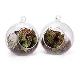 T4U 10CM ガラス花瓶 スタンド式/吊り下げ式テラリウム ボトル型 多肉植物鉢 水槽 2点セット