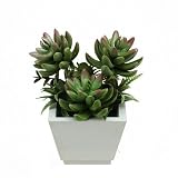 7.5" Artificial Mixed Green and Red Succulent Plants and Ferns in a Decorative Wooden Square Pot