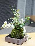 色々な葉色を楽しめる苔玉【ハツユキ（初雪）カズラ・白竜の寄せ植え苔玉・焼締角器セット】 (敷石の色（黒）)