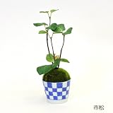 観葉植物 ミニ盆栽 フェイク 造花 ♪【カップボン】ギンモクセイ×そばちょこ＜タイプ：点十草＞♪ インテリアグリーン アーティフィシャル