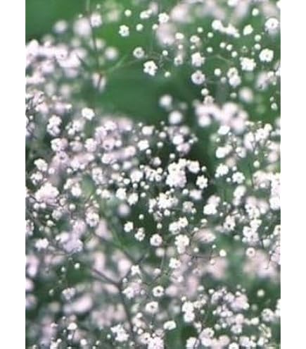Amazon.co.jp: かすみ草 苗 ピンク 矮性 ジプシー ディープローズ 3.5