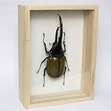 Amazon 美しい蝶の標本 名和昆虫博物館企画 製作 ロスチャイルドトリバネアゲハ 生態 採集 おもちゃ